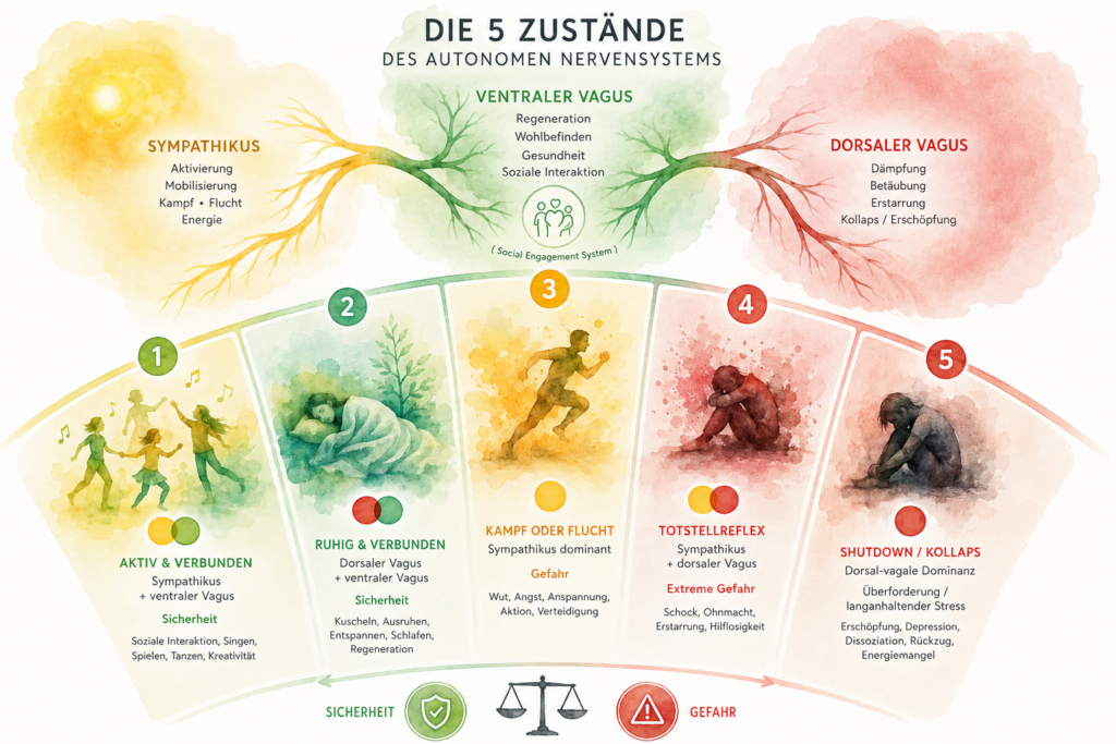 fünf zustände des ans