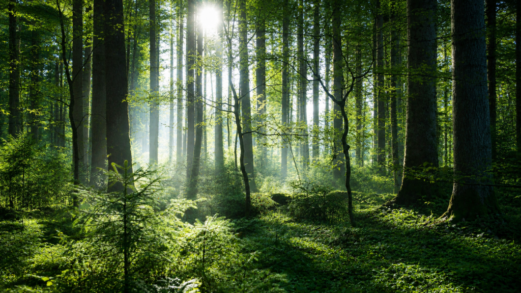 Was ist Ehrliches Mitteilen? grüner wald